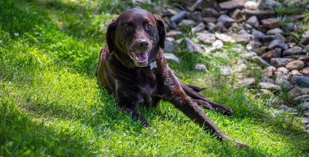 A brown dog is laying in the grass on a sunny day.