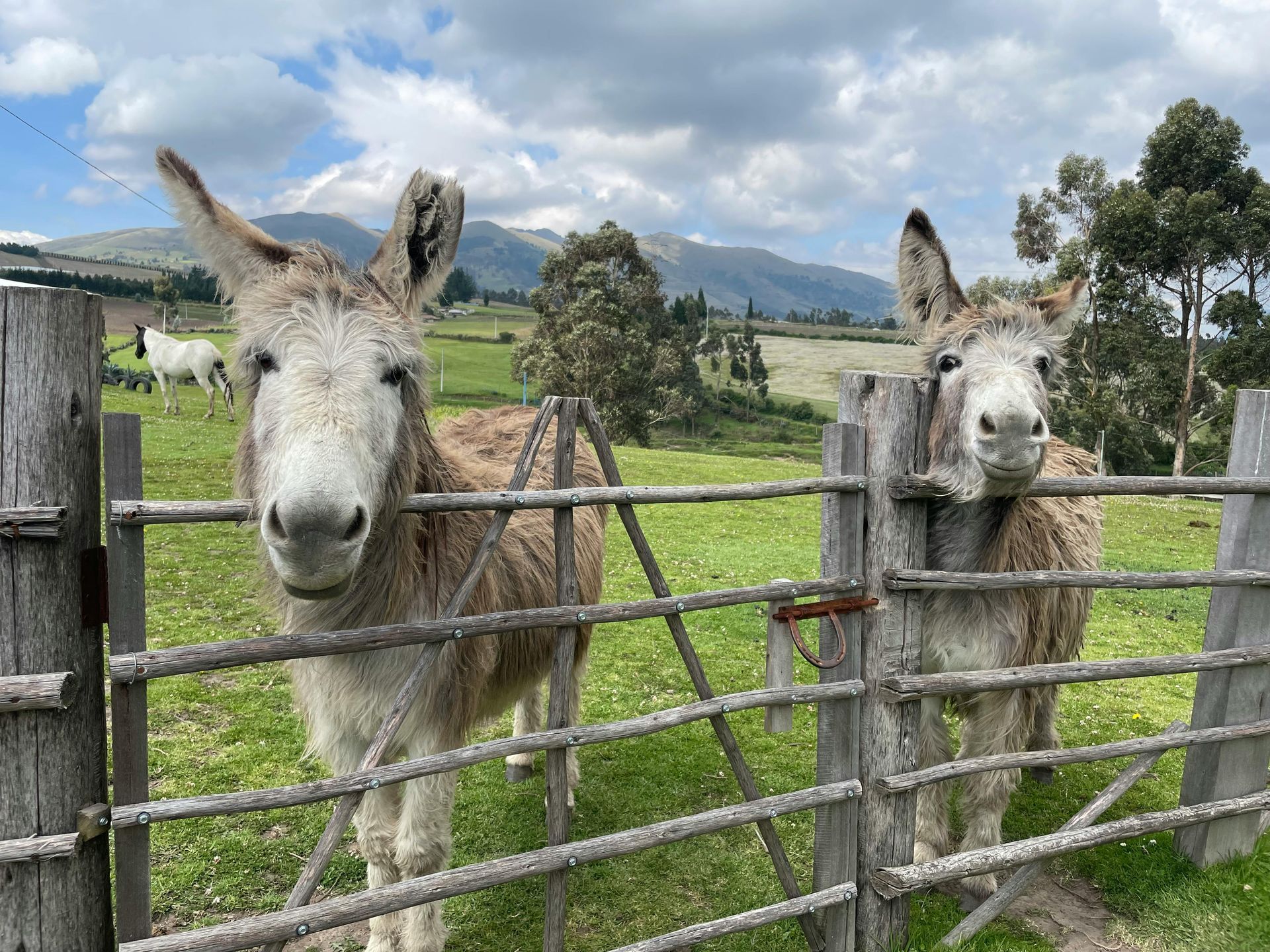 Two donkeys with gray fur and floppy ears peer over a wooden fence in a green field, mountains in the background.