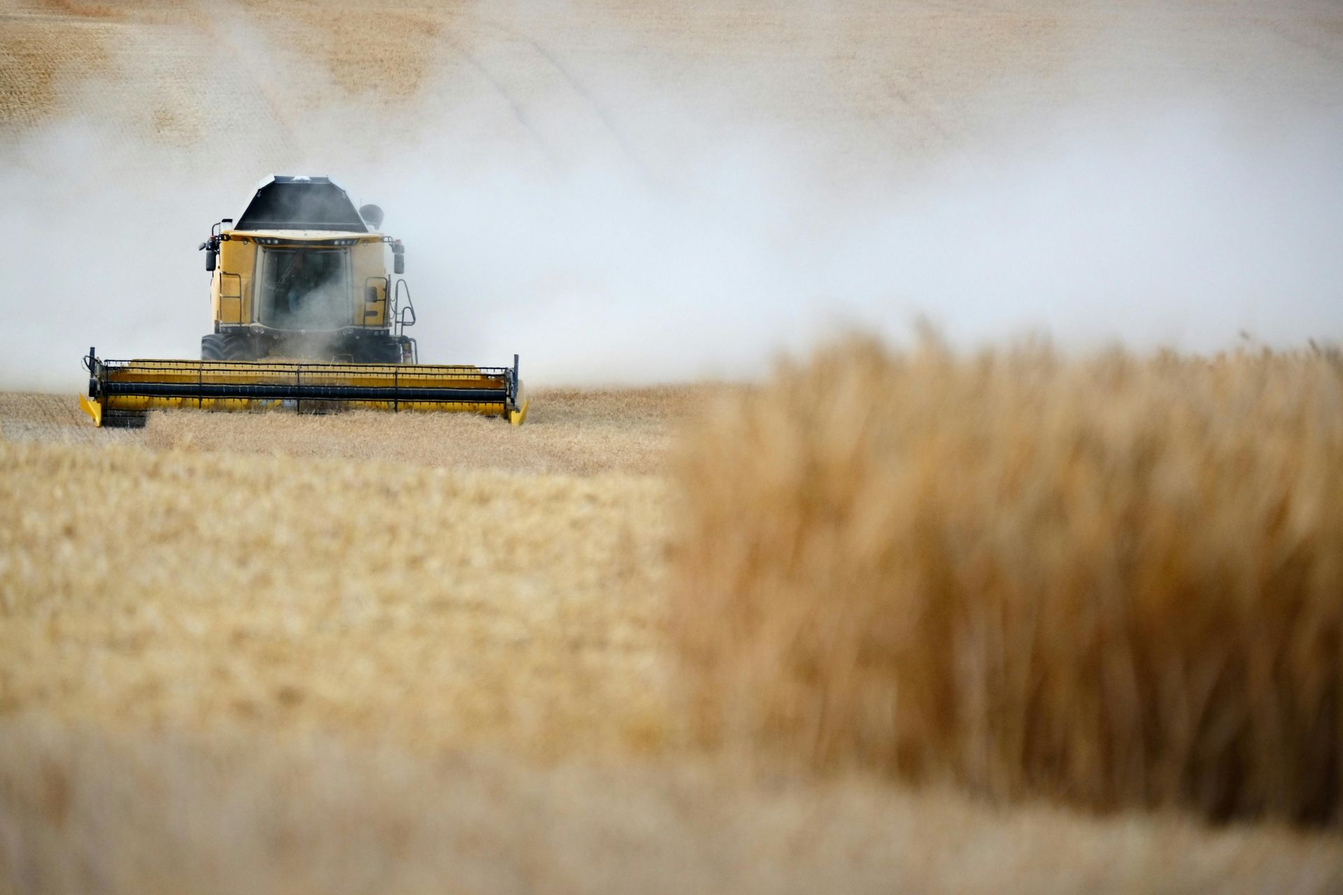 Yellow combine harvesting wheat in a field, kicking up dust on a sunny day.