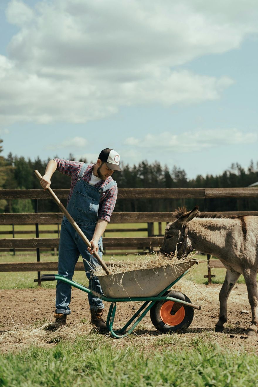 Man in overalls feeding a donkey from a wheelbarrow in a grassy pen on a sunny day.