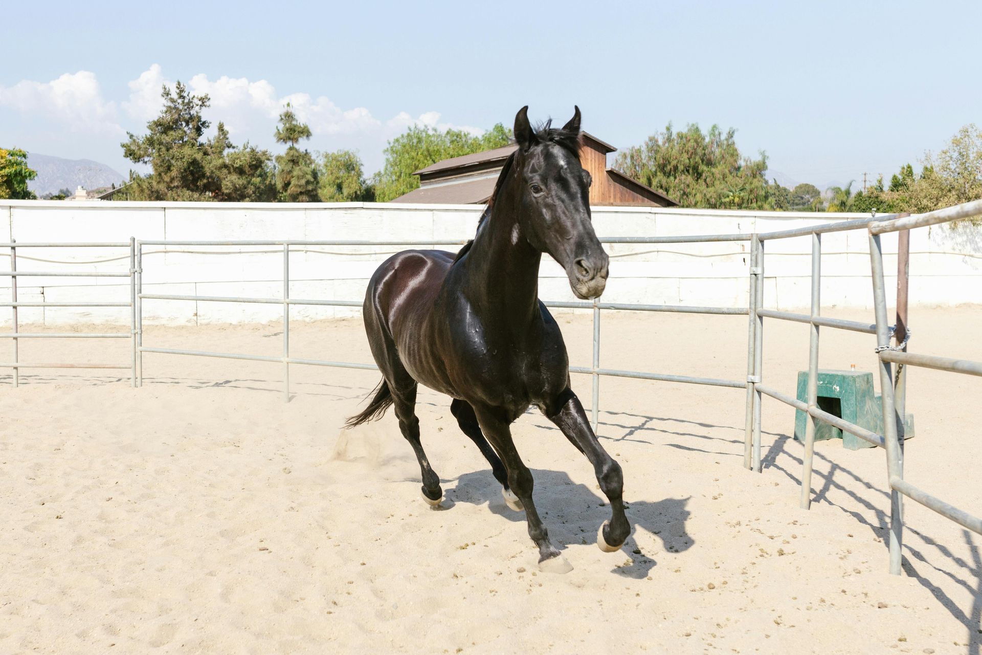 Black horse running in a sandy enclosure, under a blue sky.