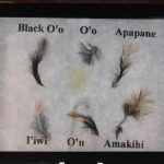 There are many different types of feathers on a piece of paper.