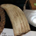 A close up of a whale tooth on a table.