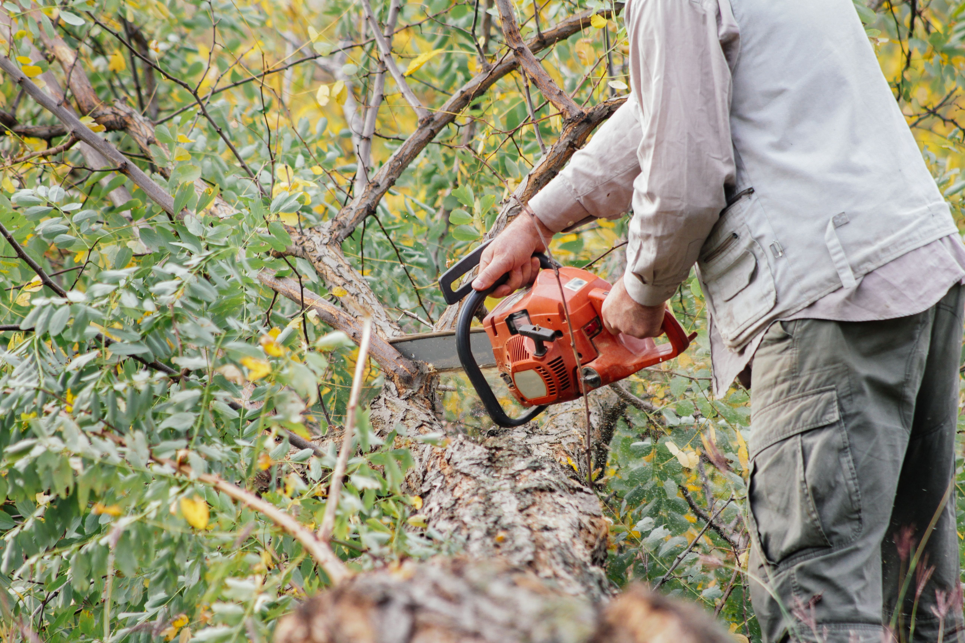 A person cutting a tree with a chainsaw