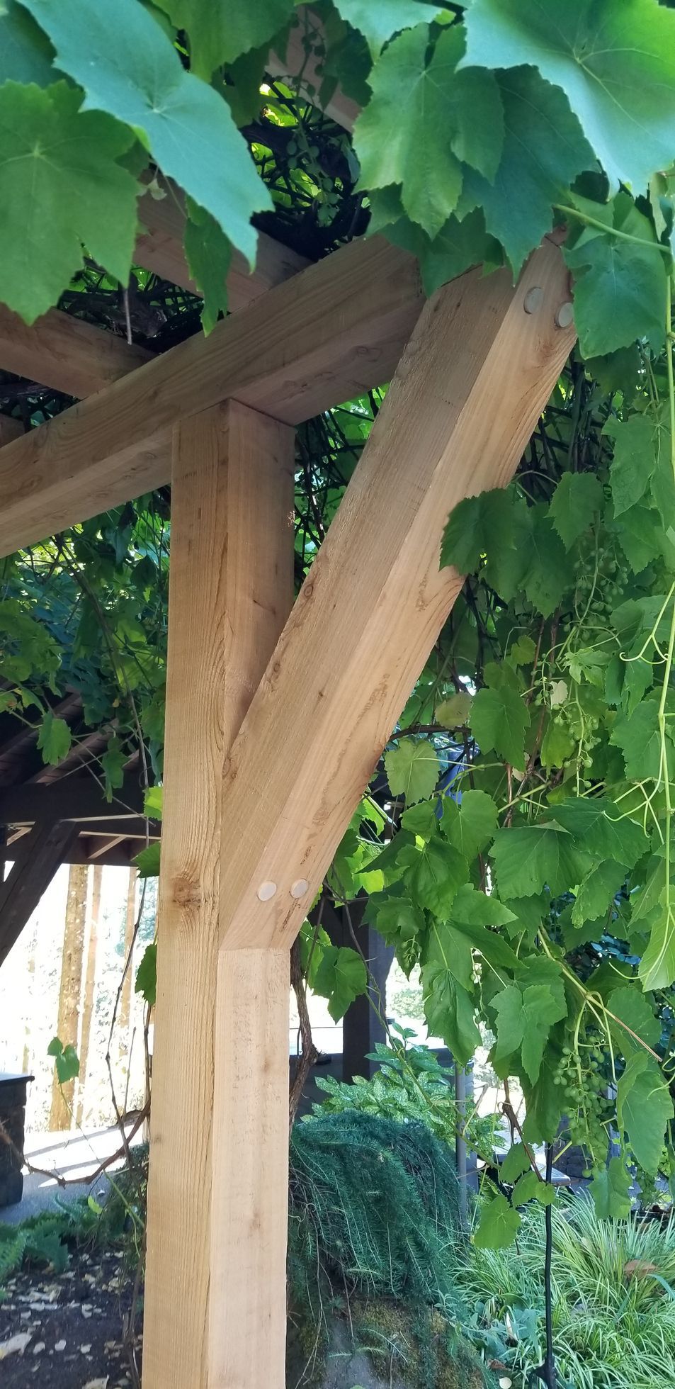 Wooden pergola support with angled brace, partially obscured by green grapevines.