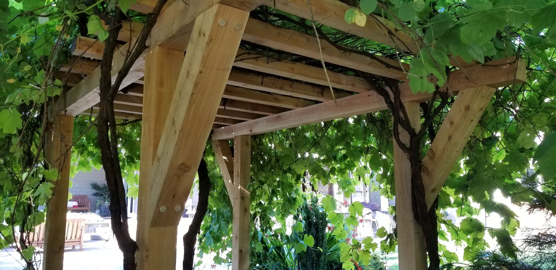 Wooden pergola covered in vines. Sunlight filters through the green leaves.