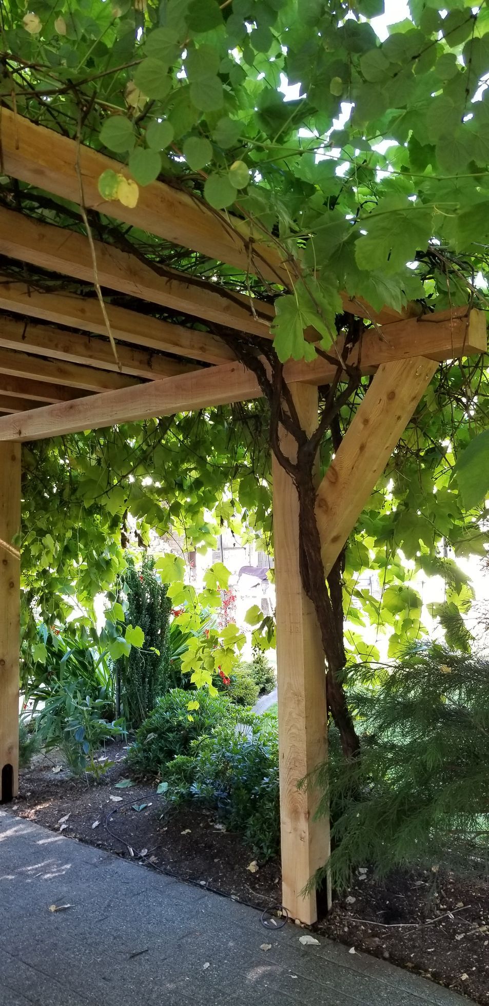 A pergola with a climbing vine; green leaves, wooden beams, and a gravel path.