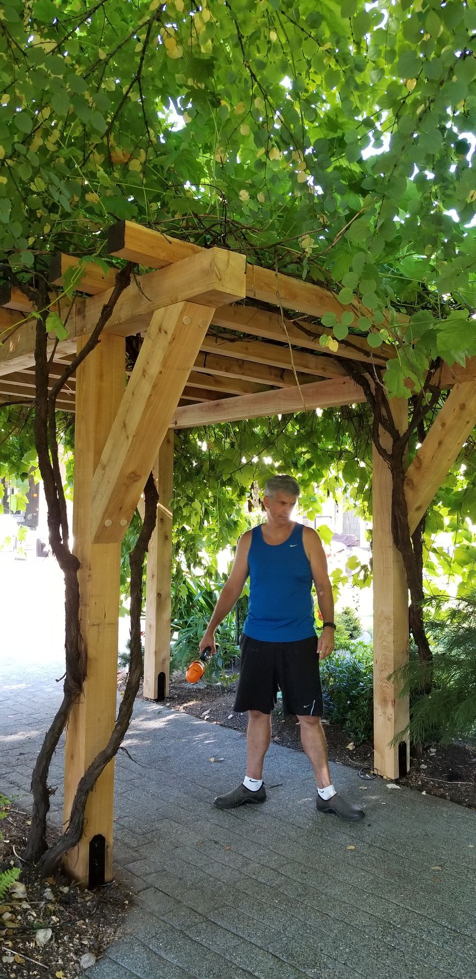 Person in blue shirt and black shorts stands under wooden arbor with vines growing over it.