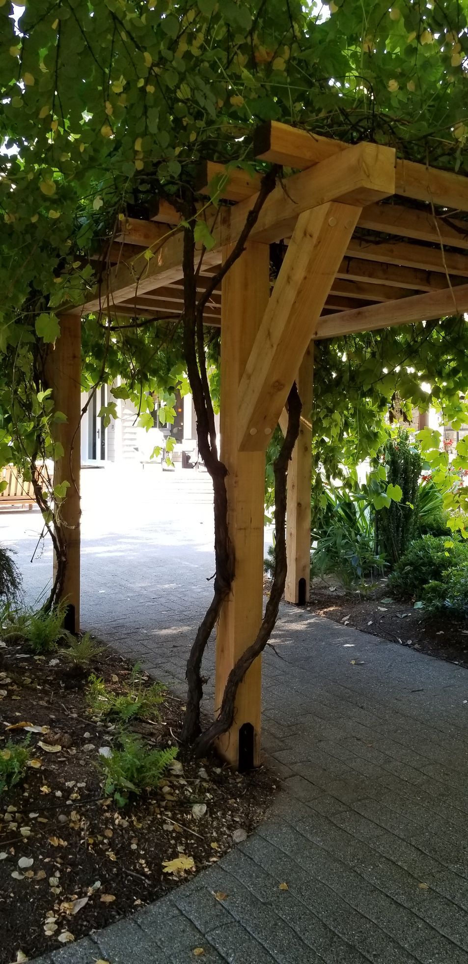 Wooden pergola covered in vines, path leading through, surrounded by greenery.