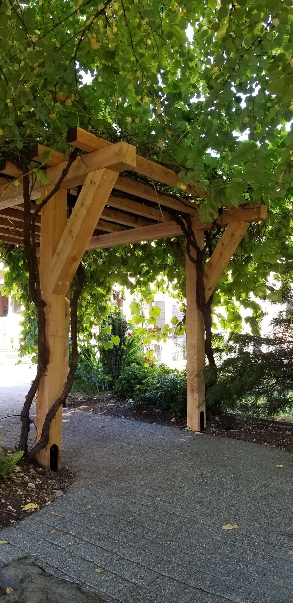 Wooden pergola covered with vines, archway over a gravel path, green foliage overhead.