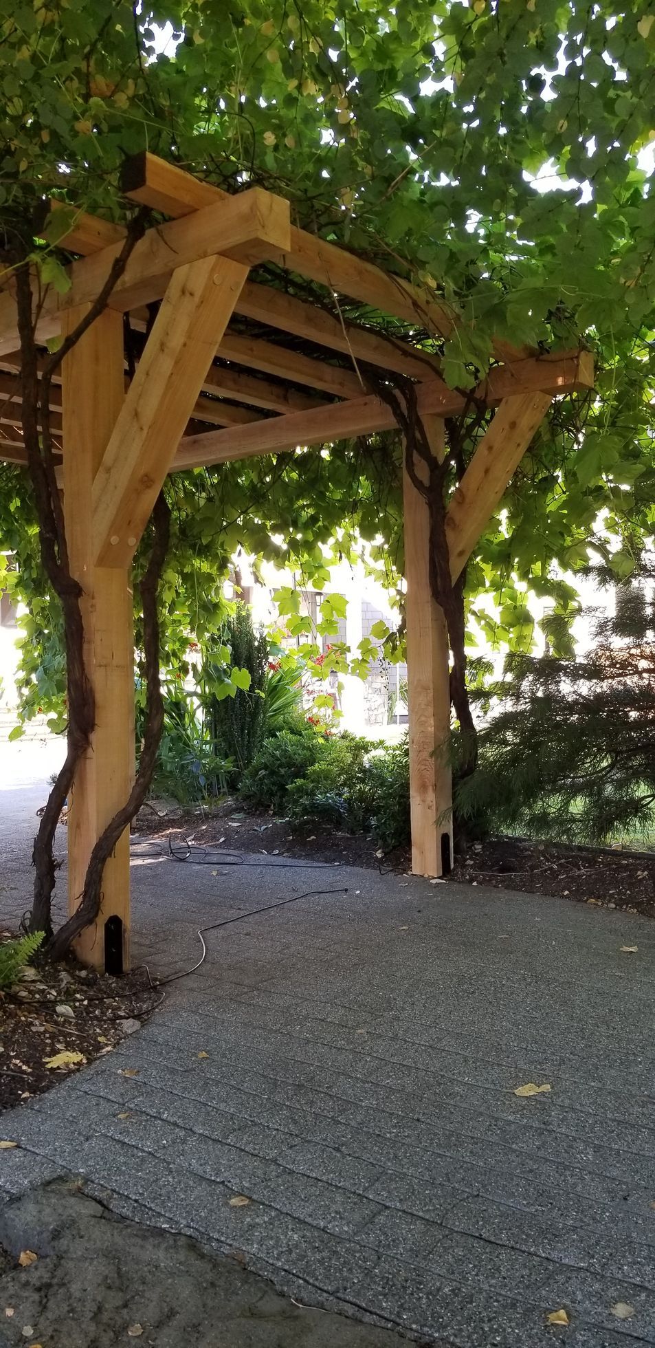 Wooden arbor covered in vines, gravel path leads through. Lush greenery surrounds the structure.