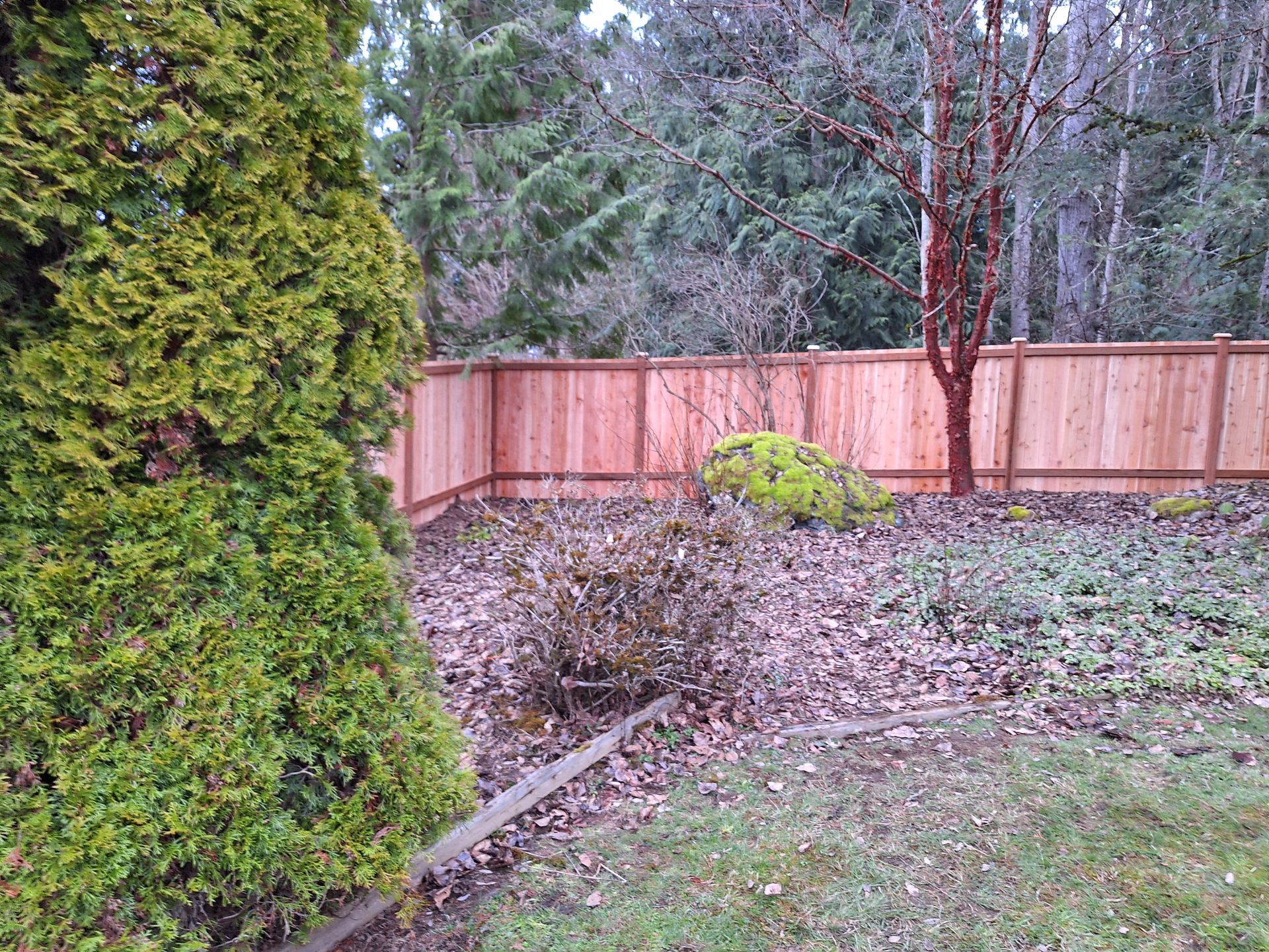 Wooden fence in a backyard with trees and shrubs; green and brown tones.