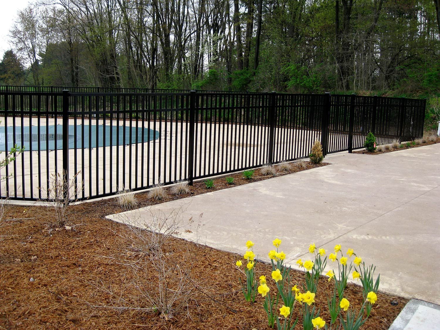 Black metal fence surrounds a pool on a concrete patio, with trees in the background and yellow flowers in front.