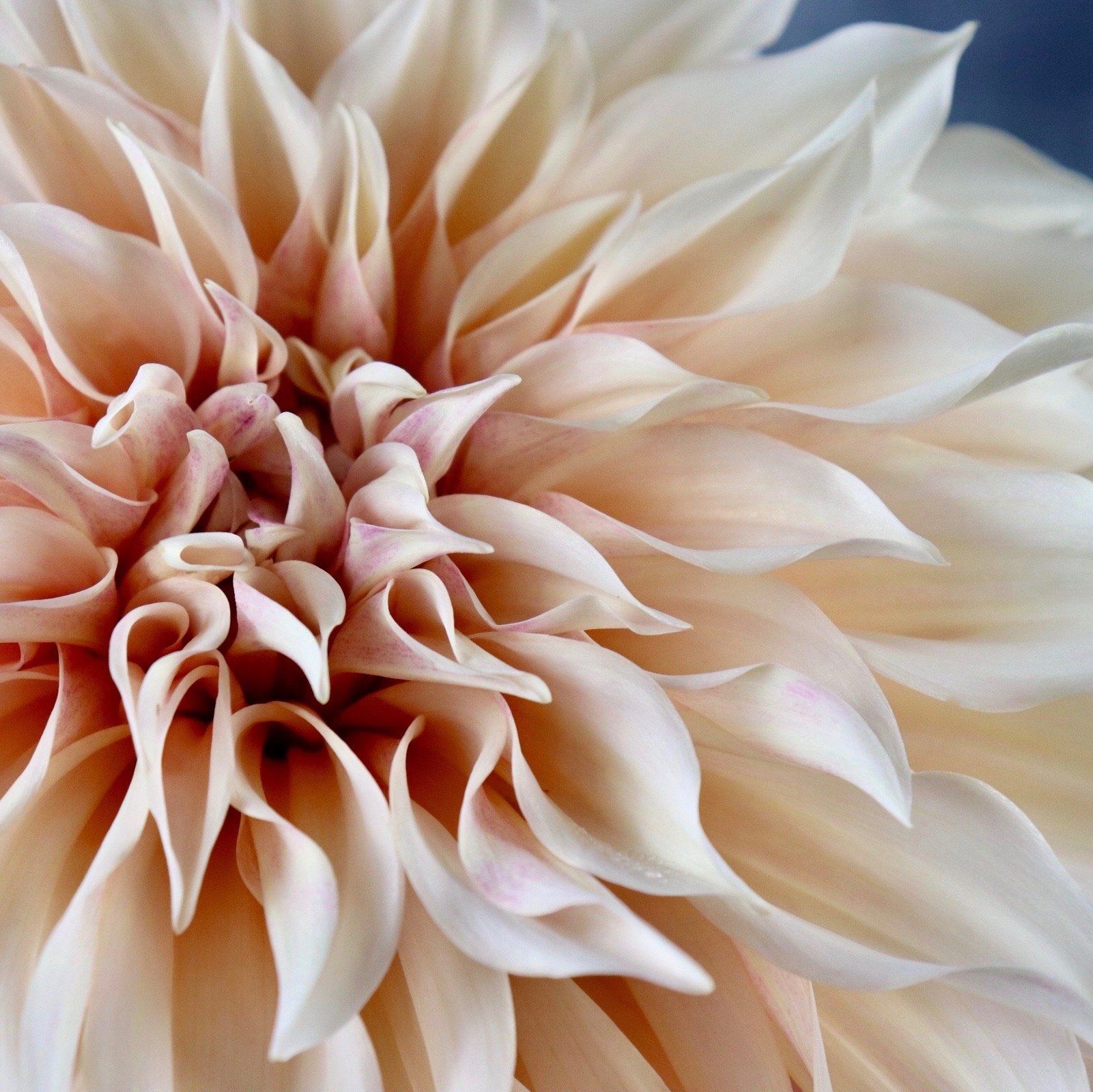 Dahlia Bloom