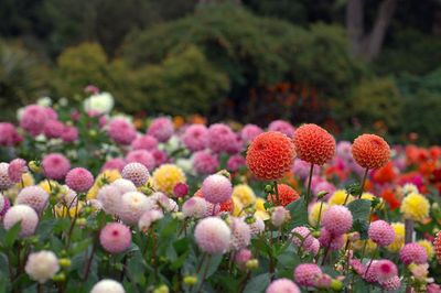 Monterey Bay Dahlia Society Dahlia Growers in Santa Cruz California