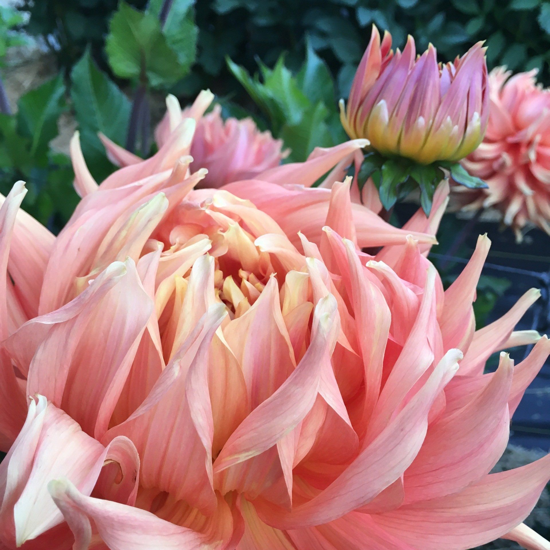 Peach color dahlia bloom