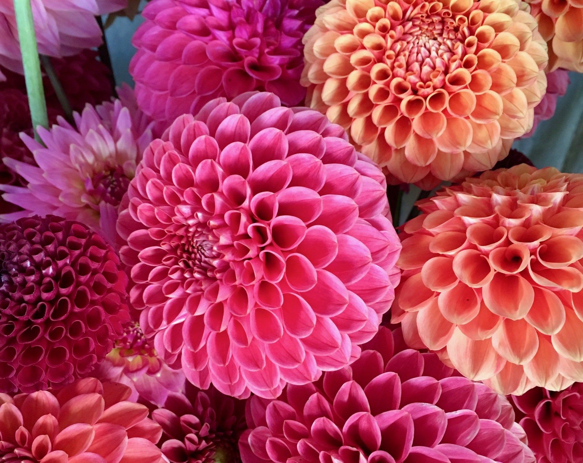 Bouquet of dahlia blooms