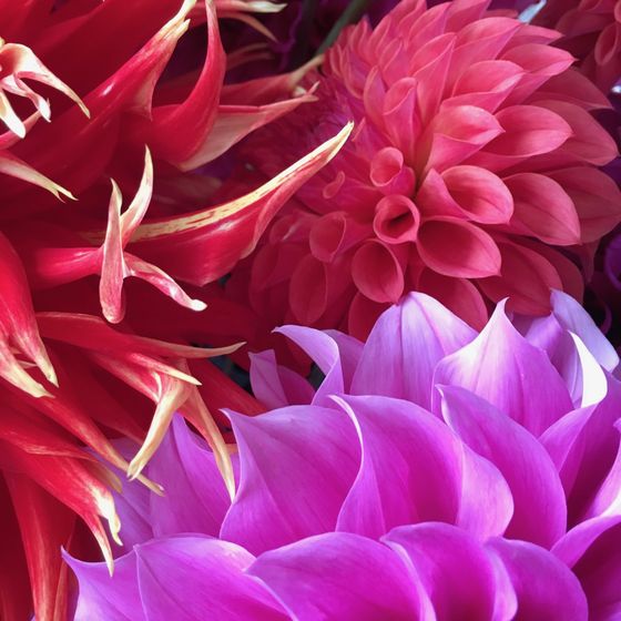 Dahlia Bloom Deep colors