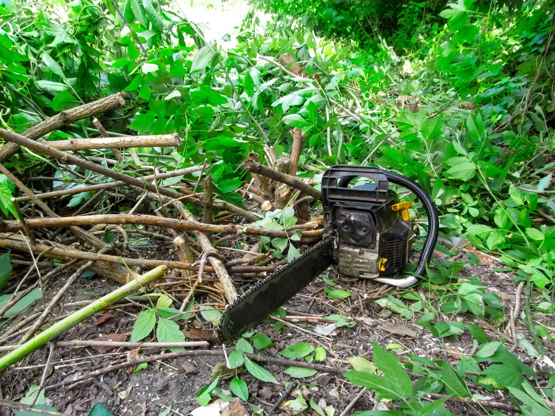 A chainsaw resting on the ground amidst freshly cut branches from a bush, surrounded by lush green foliage.