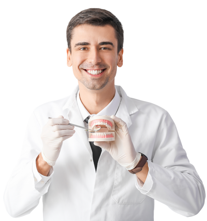 A dentist is holding a model of teeth and smiling