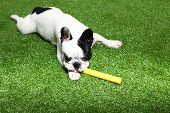 French bulldog resting on fake green grass after playing with a toy