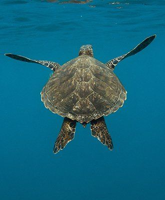 A grey turtle