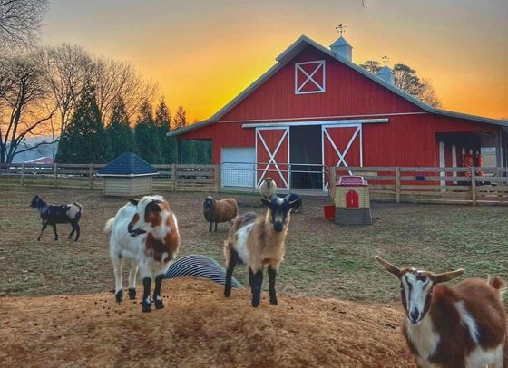 A group of goats are standing in front of a red barn at sunset.