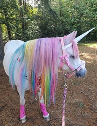 A unicorn with a rainbow mane and tail is standing in the woods.