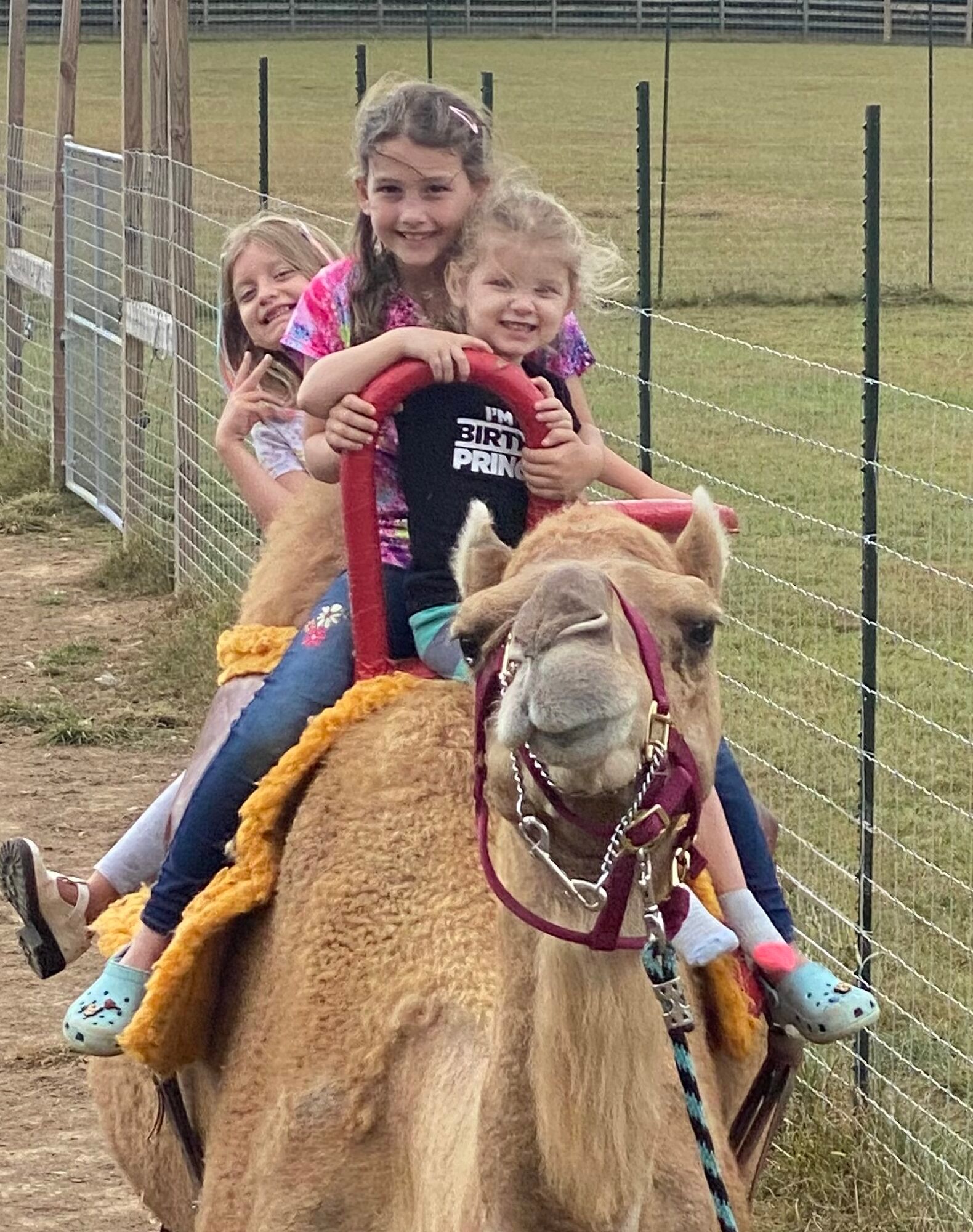 Three little girls are riding on the back of a camel.