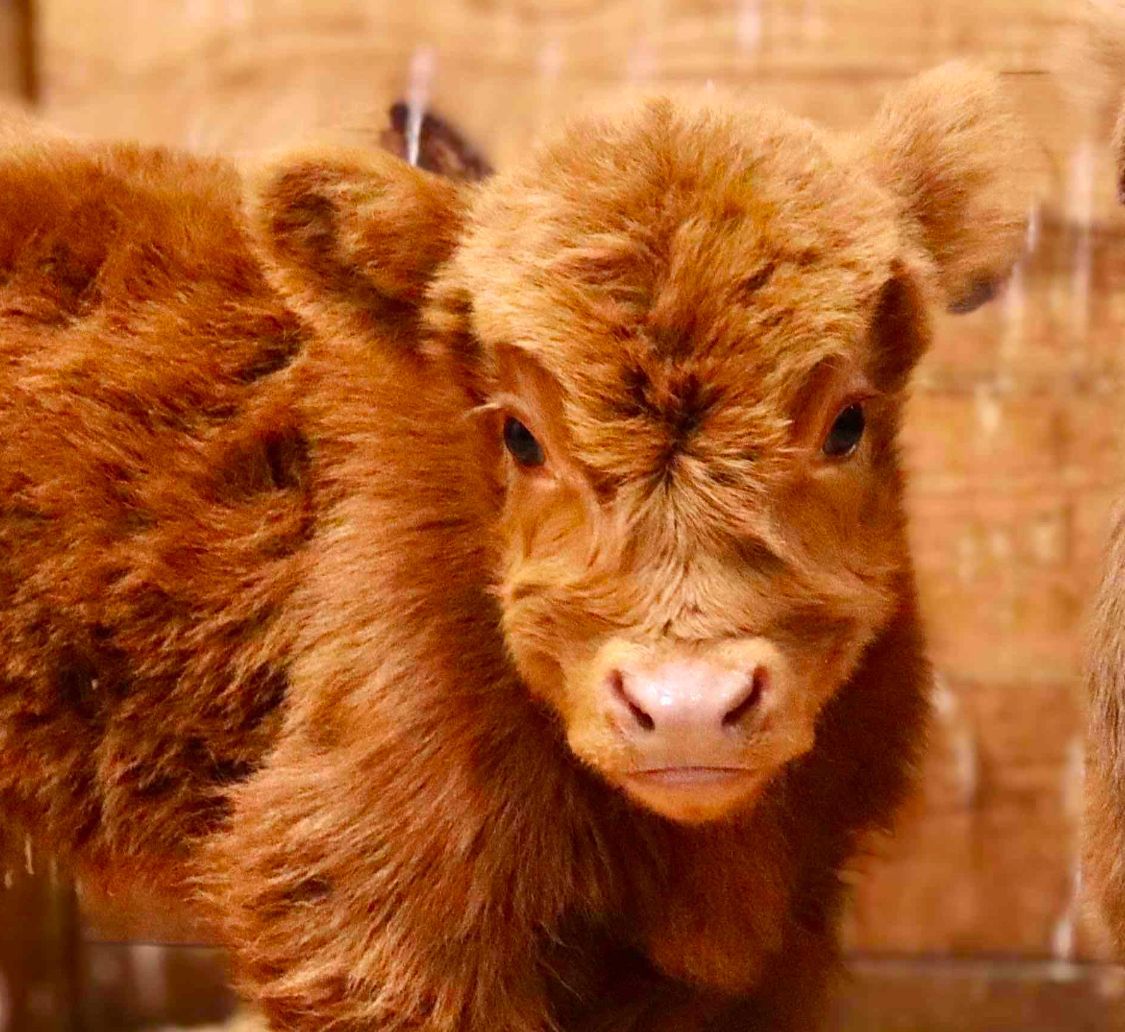 A close up of a brown cow standing in front of a brick wall.