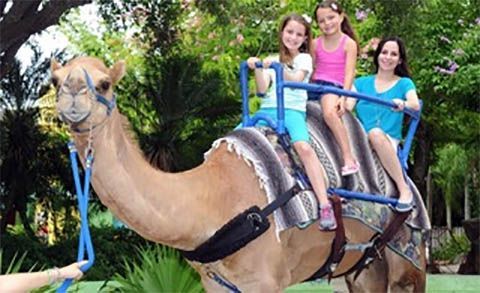 A group of children are riding on the back of a camel.