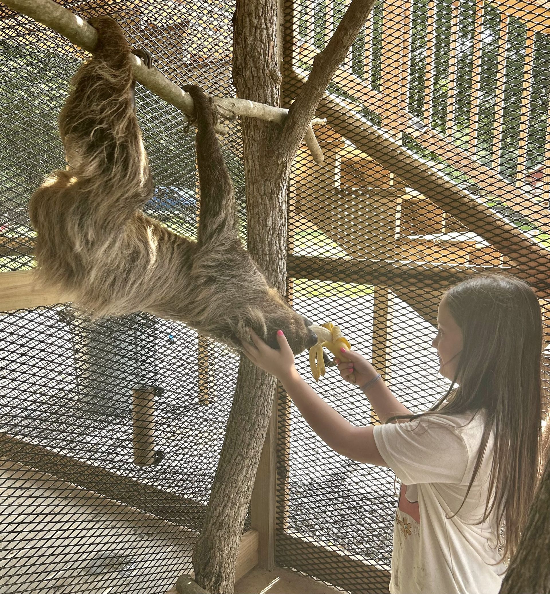 A girl is feeding a sloth a banana in a cage.