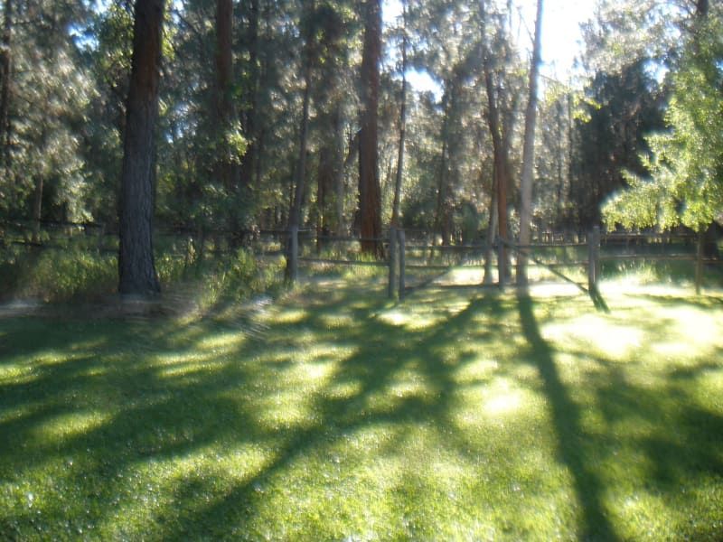 The sun is shining through the trees and casting shadows on the grass