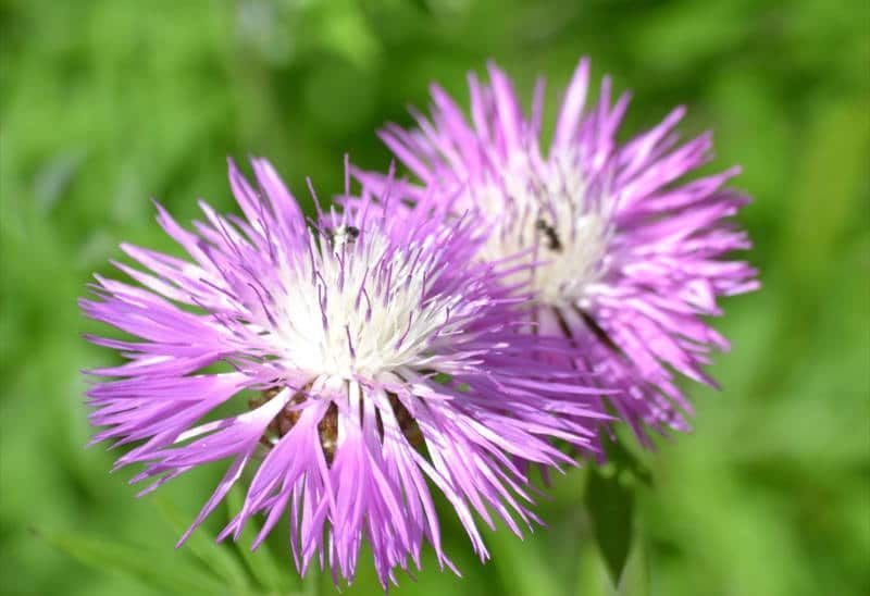 A close up of two purple flowers with a green background.