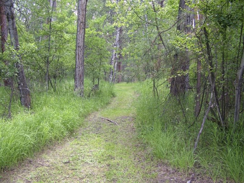A path in the middle of a forest surrounded by tall grass and trees.