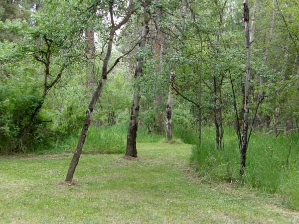 A path in the middle of a forest with trees and grass.