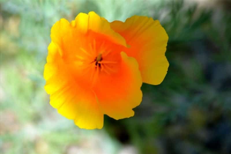 A close up of a yellow flower with a green background