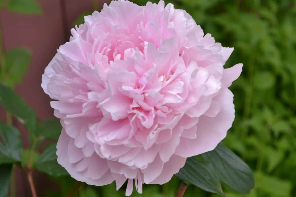 A close up of a pink peony with green leaves in the background