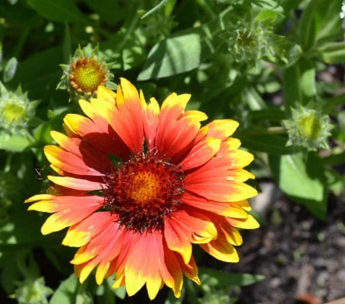 A close up of a red and yellow flower
