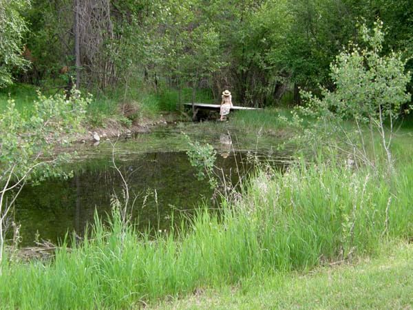 A dog is sitting on a dock next to a pond in the woods.