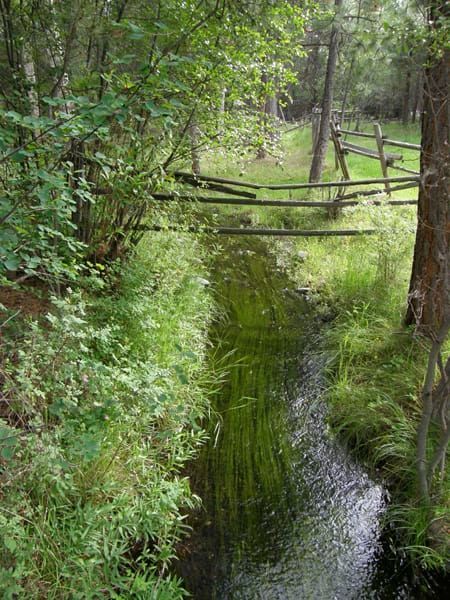 A stream running through a lush green forest with a wooden fence in the background.