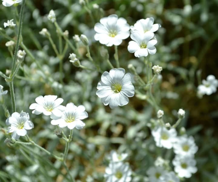 A bunch of small white flowers with a yellow center