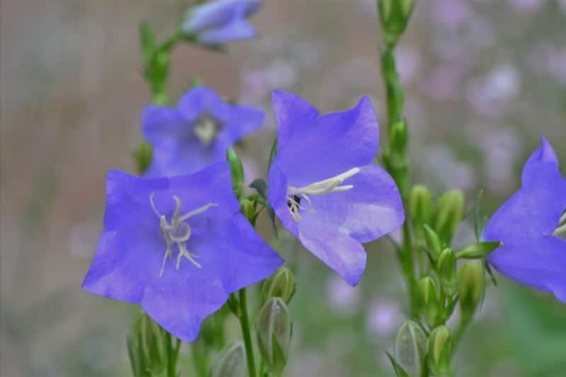A close up of a purple flower with a bug on it.