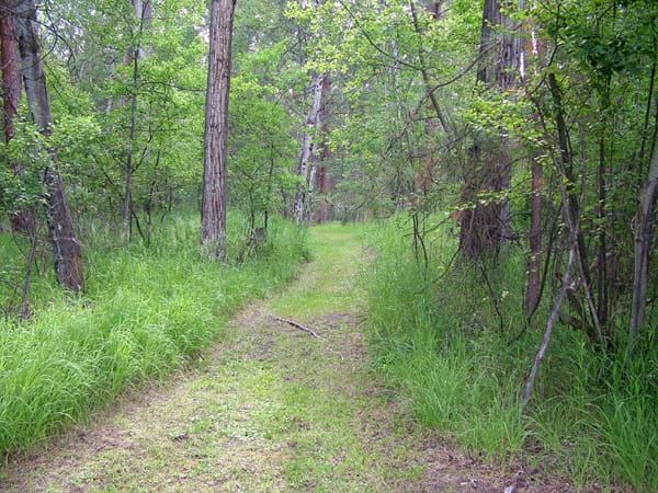 A path in the middle of a forest surrounded by tall grass and trees.