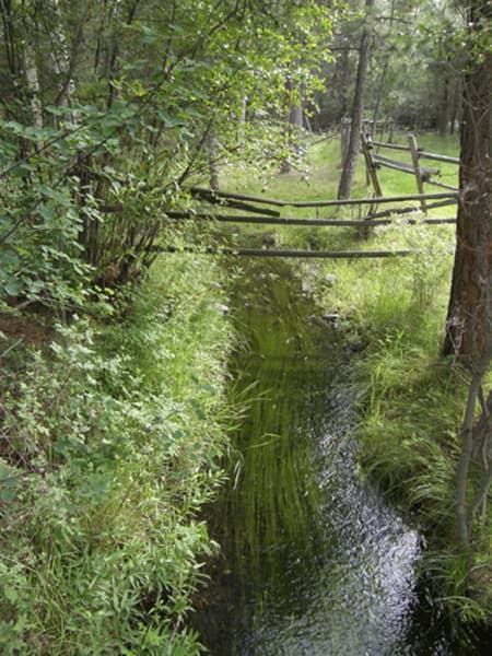 A stream running through a lush green forest with a wooden fence in the background.