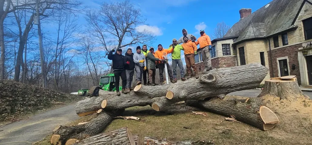 About Better Tree Solutions LLC