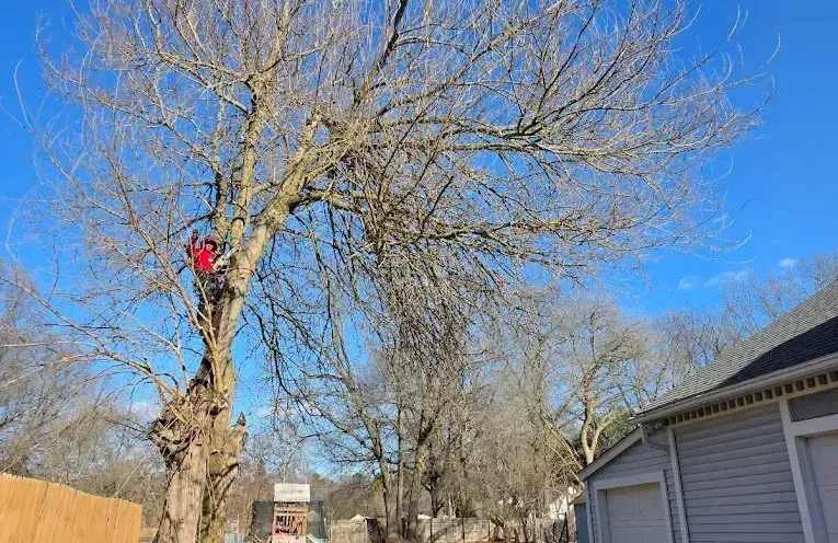 Tree Trimming in West Bloomfield, MI