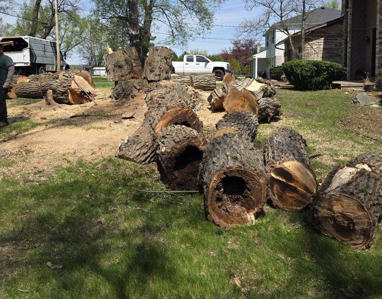 Tree Removal in West Bloomfield, MI