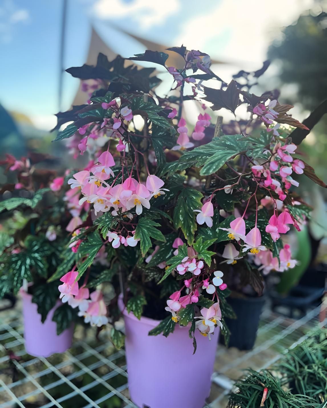 A Pink Potted Plant With Pink and White Flowers is Sitting on a Table — Black Rock Garden Centre In Mullumbimby, NSW