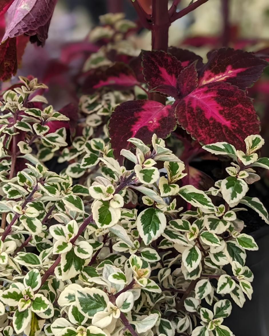 A Close Up of a Plant With Red and White Leaves — Black Rock Garden Centre In Bangalow, NSW